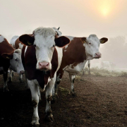 Vaci Vite Emisii De La Ferma Cu Omenie