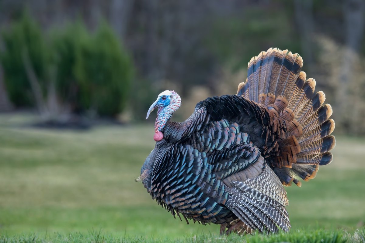 bird-turkey-beak-stockpack-pixabay.jpg bird, wallpaper 4k, laptop wallpaper