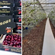 cirese_Spania_Van_Ooijen_Citrus Cirese Spania Van Ooijen Citrus