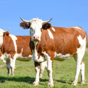 cows-on-pasture-milk-beef-cattle-stockpack-pixabay.jpg cows on pasture, milk, beef cattle