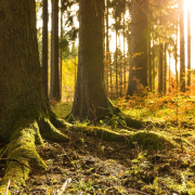 forest-winter-fall-stockpack-pixabay.jpg forest, winter, fall