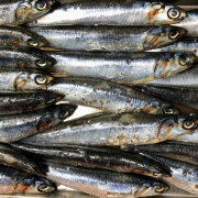 fresh-anchovies-at-the-fish-counter-of-a-grocery-store-stockpack-unsplash.jpg Fresh anchovies at the fish counter of a grocery store