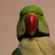 parrot-bird-animal-stockpack-pixabay.jpg parrot, bird, animal