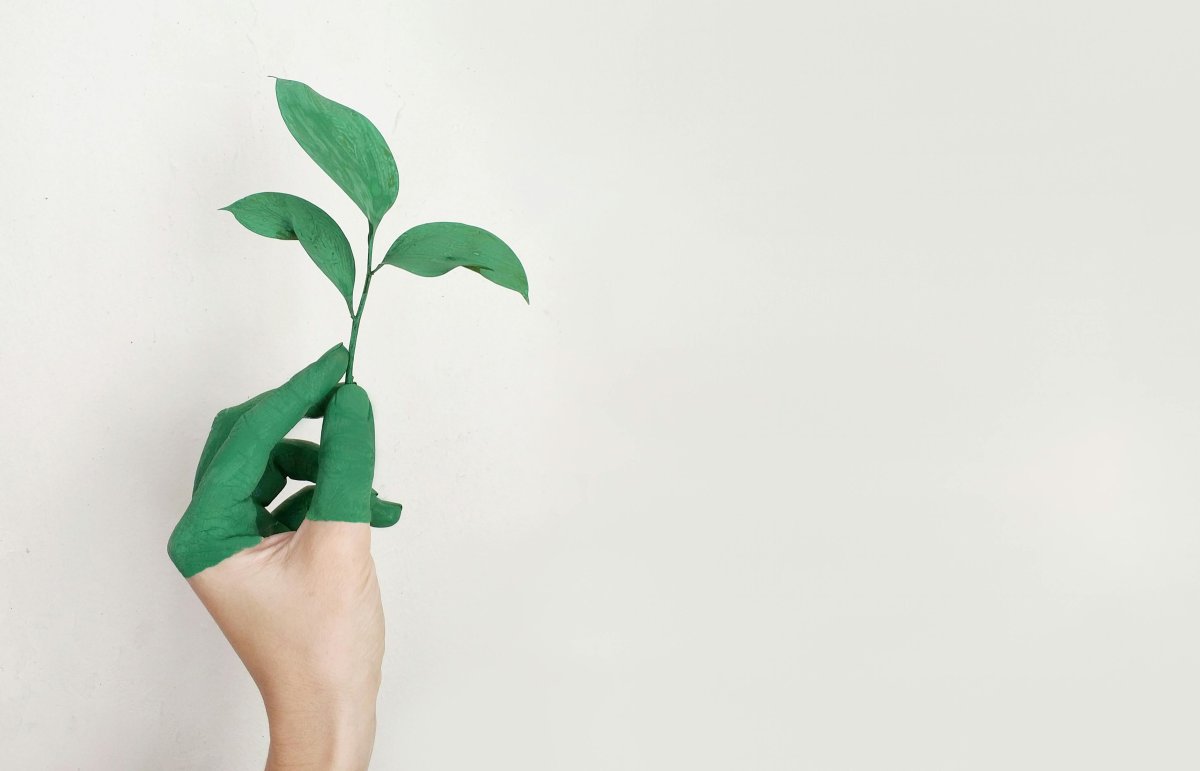 person-s-left-hand-holding-green-leaf-plant-stockpack-pexels.jpg Person s left hand holding green leaf plant