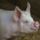 pig-animal-livestock-stockpack-pixabay.jpg pig, animal, nature