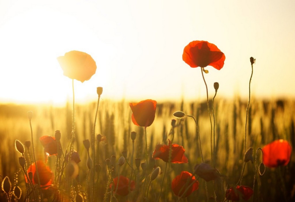 poppies-field-sunset-stockpack-pixabay.jpg poppies, field, sunset