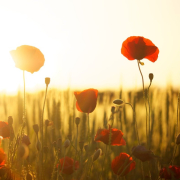 poppies-field-sunset-stockpack-pixabay.jpg poppies, field, sunset