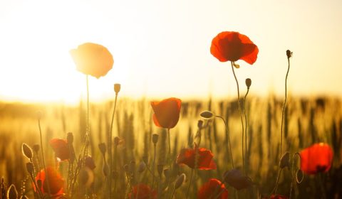poppies, field, sunset