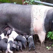 porci bazna Porci Bazna
