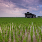 rice field, cottage, farm