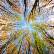 trees-tree-canopy-forest-stockpack-pixabay.jpg trees, tree canopy, forest