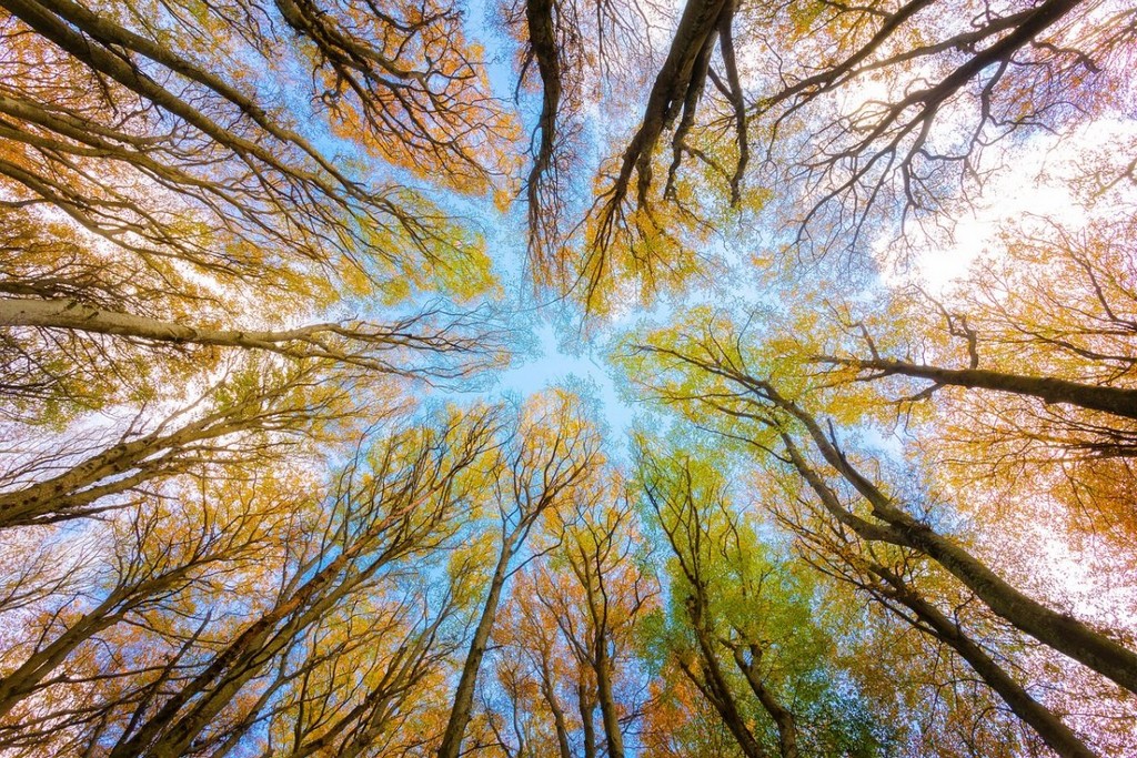 trees-tree-canopy-forest-stockpack-pixabay.jpg trees, tree canopy, forest
