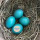 4 ani de afaceri.news blue eggs 4 Ani De Afaceri.news Blue Eggs