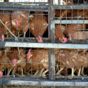 a-bunch-of-chickens-are-in-a-cage-stockpack-unsplash.jpg a bunch of chickens are in a cage