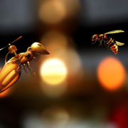 bee, abstract, insect