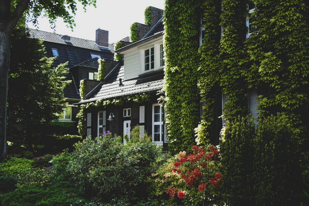 green tree beside white and black house