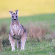 kangaroo-eastern-grey-kangaroo-joey-stockpack-pixabay.jpg kangaroo, eastern grey kangaroo, joey