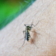 mosquito, bite, decease