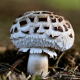 mushroom-toadstool-fungus-stockpack-pixabay.jpg mushroom, toadstool, fungus