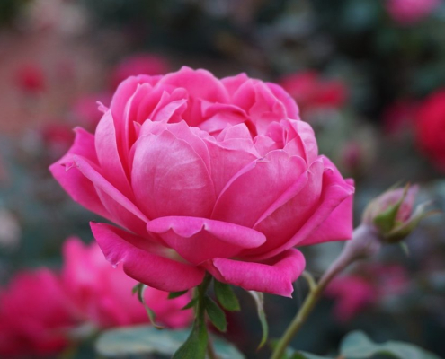 rose-pink-flower-stockpack-pixabay.jpg rose, flower background, pink