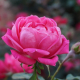 rose, flower background, pink