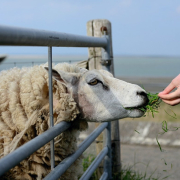 sheep-texel-holland-stockpack-pixabay.jpg sheep, texel, holland