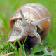snail, nature, mollusc