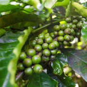 unriped-coffee-farms-stockpack-unsplash.jpg Unriped coffee farms