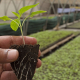 agriculture, organic, farm