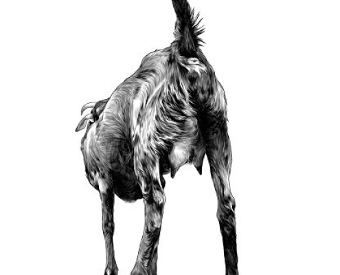 Capra Coada
