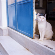 cat-pet-animal-stockpack-pixabay.jpg cat, pet, animal
