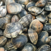 clams-on-sale-in-fishmonger-stockpack-unsplash.jpg Clams on sale in fishmonger