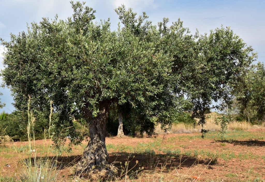 olive-tree-olive-field-mediterranean-stockpack-pixabay.jpg olive tree, olive field, mediterranean