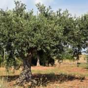 olive-tree-olive-field-mediterranean-stockpack-pixabay.jpg olive tree, olive field, mediterranean
