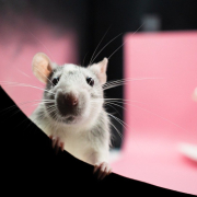 rat, desktop backgrounds, hd wallpaper