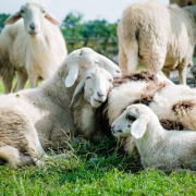 sheep-meadow-white-stockpack-pixabay.jpg sheep, meadow, white