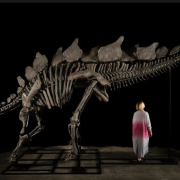 Stegosaur Stegosaur