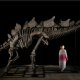 Stegosaur