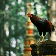 a-rooster-standing-on-top-of-a-stone-pillar-stockpack-unsplash.jpg a rooster standing on top of a stone pillar