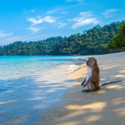 beach-ape-wildlife-stockpack-pixabay.jpg beach, ape, wildlife