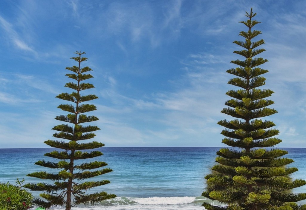 beach-sea-trees-stockpack-pixabay.jpg beach, sea, trees