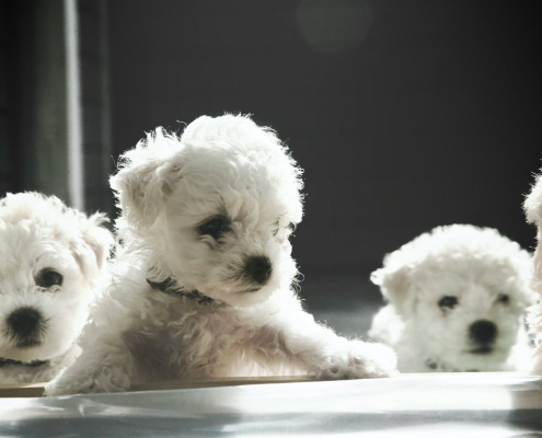 bichon-frise-puppies-stockpack-unsplash.jpg Bichon Frise puppies