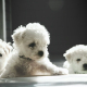 bichon-frise-puppies-stockpack-unsplash.jpg Bichon Frise puppies