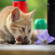 cat, pet, feeding