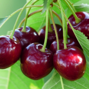 cherry, sweet cherry, red