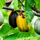 cocoa, cocoa pods, fruits