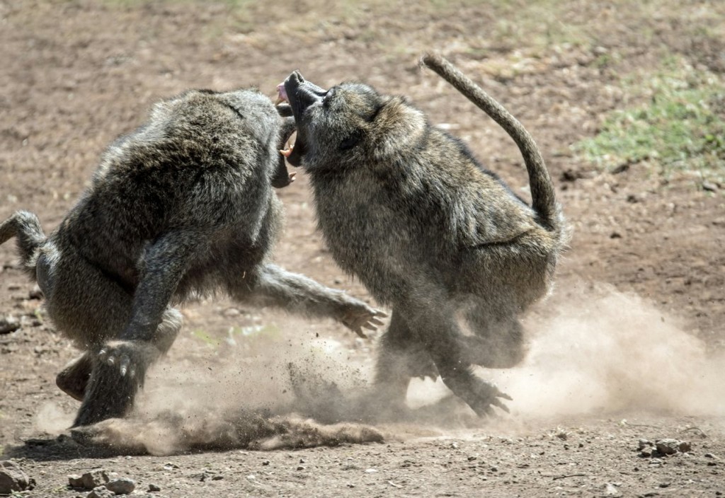 fighting-baboons-a-fight-breaks-out-between-two-olive-baboons-near-the-headquarters-of-lewa-conservancy-kenya-i-had-to-be-quick-to-get-this-photo-stockpack-unsplash.jpg Fighting baboons. A fight breaks out between two olive baboons, near the headquarters of Lewa Conservancy, Kenya. I had to be quick to get this photo.
