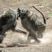 fighting-baboons-a-fight-breaks-out-between-two-olive-baboons-near-the-headquarters-of-lewa-conservancy-kenya-i-had-to-be-quick-to-get-this-photo-stockpack-unsplash.jpg Fighting baboons. A fight breaks out between two olive baboons, near the headquarters of Lewa Conservancy, Kenya. I had to be quick to get this photo.
