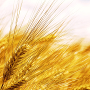 grain, fiber, nature