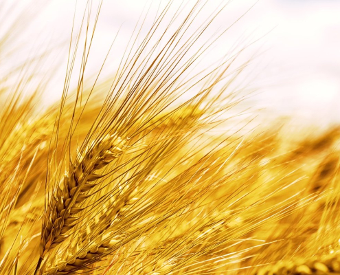 grain-fiber-barley-stockpack-pixabay.jpg grain, fiber, nature